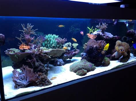 Pin by Lucas Barnlund on Reef Tank | Marine fish tanks, Aquarium fish ...