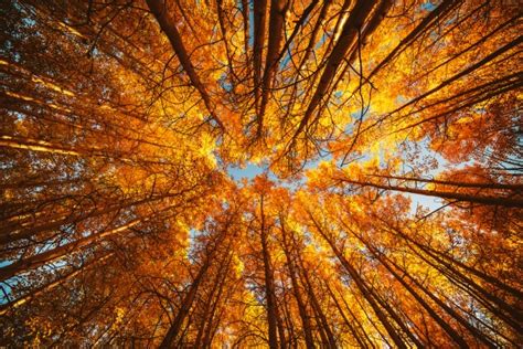 IL FOLIAGE — il cambiamento di colore e la caduta delle foglie in ...