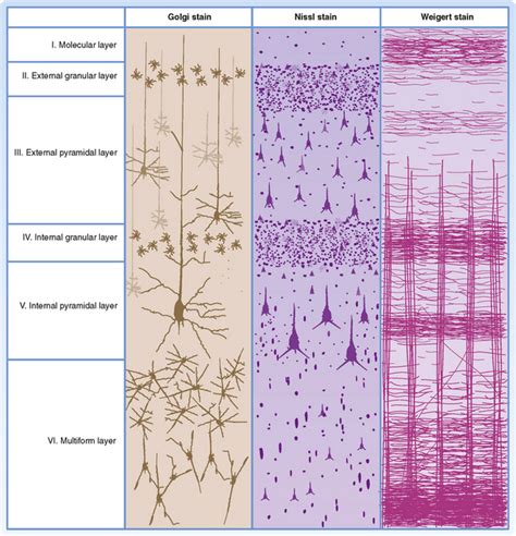 Cerebral Cortex Histology Layers