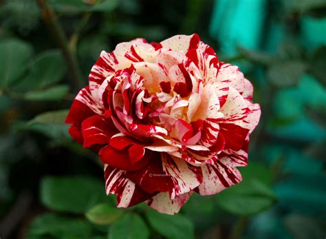 22 Popular Heirloom Roses To Grow This Season, 50% OFF