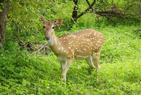 Spotted Deer Chital Doe - Free photo on Pixabay