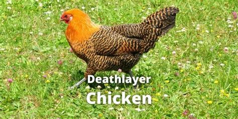 Deathlayer Chicken Breed: Eggs, Color, Size, Lifespan, Pictures