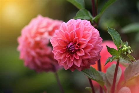 Dahlia Meaning and Symbolism in the Language of Flowers - Petal Republic