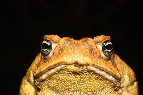 Who’s eating Cane Toads and getting away with it? - The Australian ...