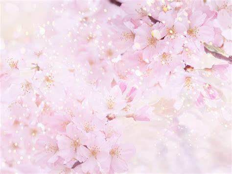 Sakura Flower Wallpapers - Wallpaper Cave