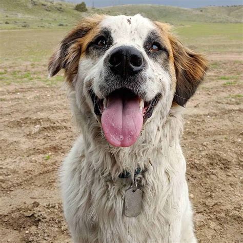 Great Pyrenees Australian Shepherd Mix: Care & Training Tips