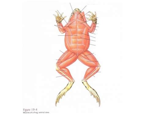 Frog Ventral Muscles Diagram | Quizlet