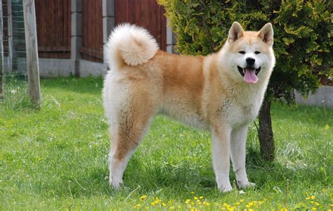 Akita Chow (Akita X Chow Mix) Dog Info, Temperament, Puppies, Pictures