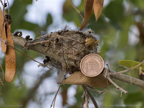 How small is a hummingbird nest?