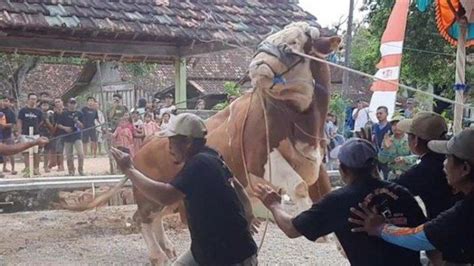 Naas Pria Penjual Sapi Ini Tewas Diseruduk Sapi Kurban Berbobot 1 Ton ...