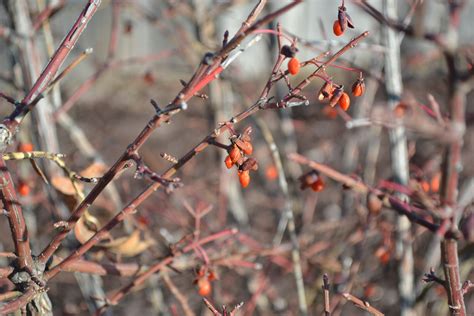 Euonymus Alatus Compactus Winter