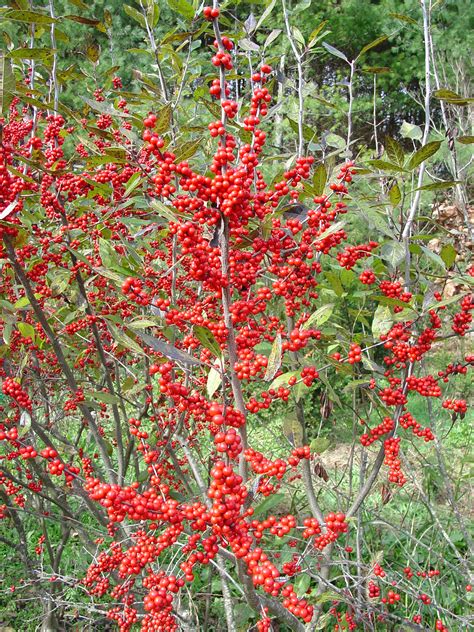 Deciduous Holly For The Fall/Winter Landscape | What Grows There ...