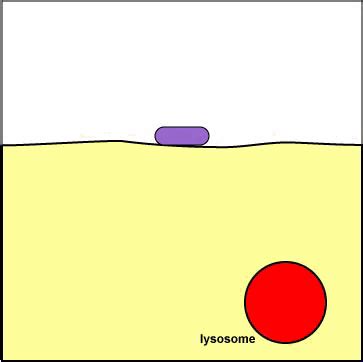 Endocytosis - Animation of Phagocytosis