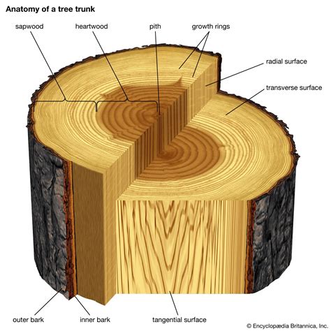 Úriember barátságos ajándék Mérsékelt what is wood Kaliber Kívánt piramis