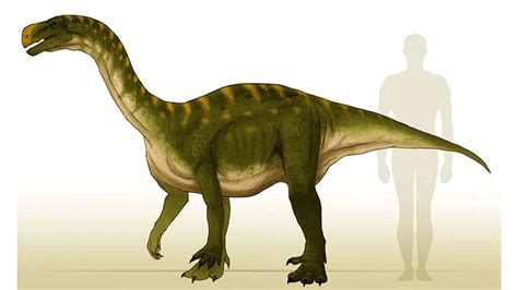 Aardonyx Celestae : A Little-Known Dinosaur | Mesozo in 2020 ...