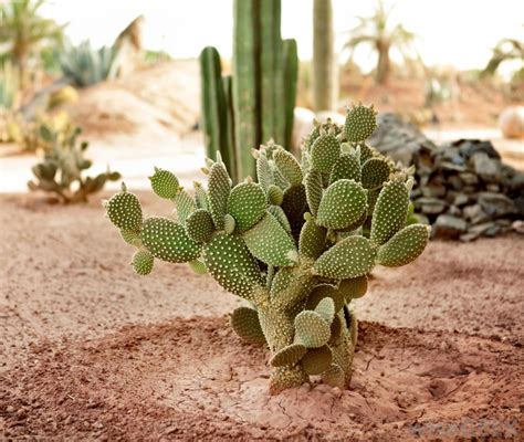 pruning - Should I cut off cactus pads to help the main branch to grow ...