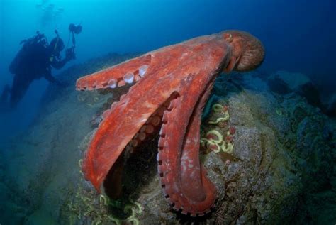 14 Fascinating Giant Pacific Octopus Facts - Fact Animal