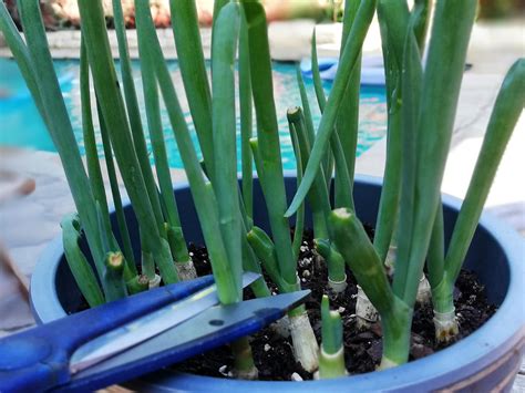 Free Food – Re-growing your onions – We are not Foodies