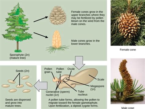 Gymnosperm reproduction | Gymnosperm, Flower structure, Corn plant