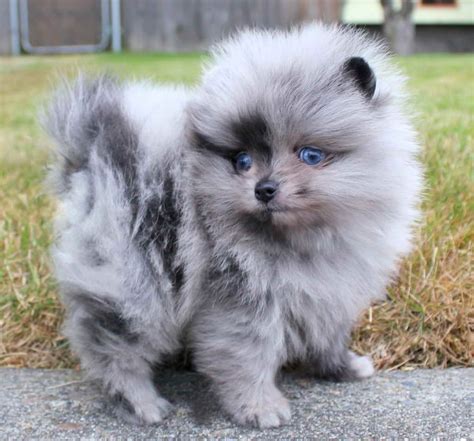 Blue Pomeranian Puppy For Sale | PETSIDI