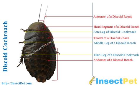 Discoid Roaches (Blaberus discoidalis) - Identification, Uses, Breeding ...