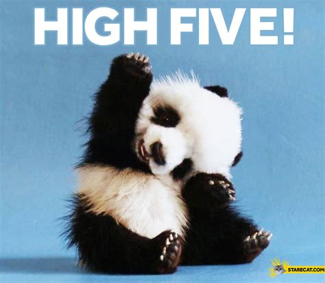 High five panda | StareCat.com