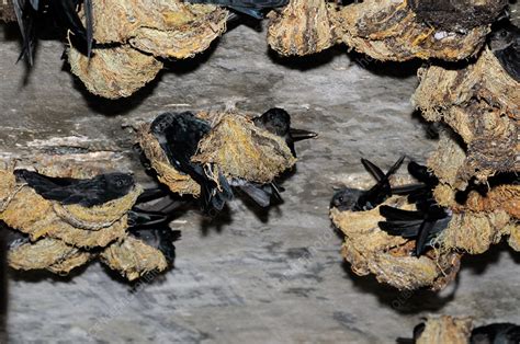 Nesting Swiftlets - Stock Image - C022/0346 - Science Photo Library