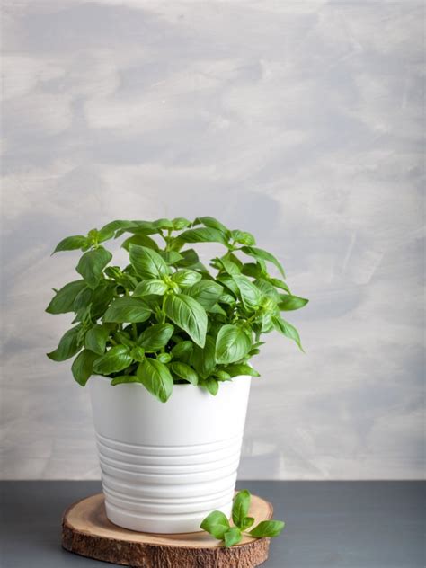 Tips For Growing Basil Plants Indoors