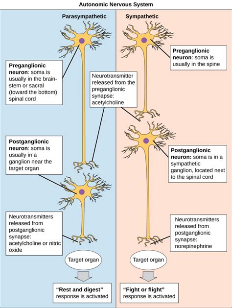 Autonomic Nervous System | Biology for Majors II