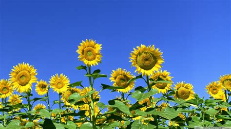 Sunflower Field HD desktop wallpaper High Definition