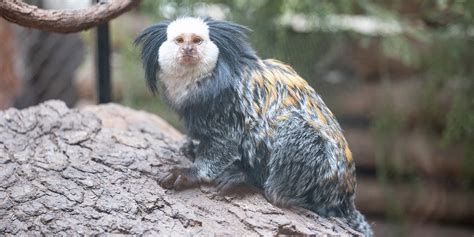 Geoffroy's marmoset | Smithsonian's National Zoo and Conservation ...