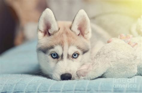 Droll All White Siberian Husky Blue Eyes - l2sanpiero