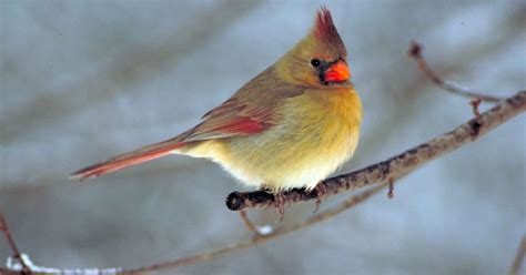 #bioPGH Blog: Northern Cardinals | Phipps Conservatory and Botanical ...