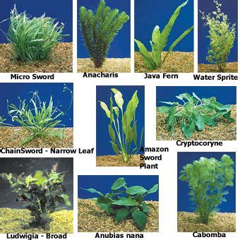 Freshwater Plants List