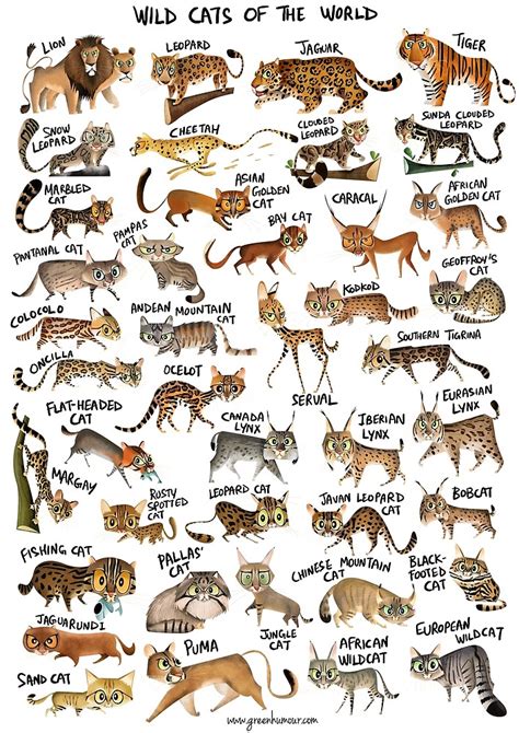 Wild Cat Species