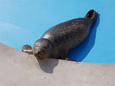 Natureland Seal Sanctuary in Skegness ‘in a tight spot’ due to pandemic ...