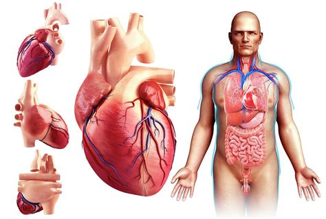 Male Heart Anatomy Photograph by Pixologicstudio/science Photo Library ...