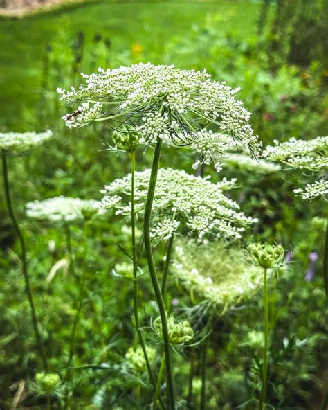 Foraging Queen Anne's Lace: Identification, Look-alikes, and Uses