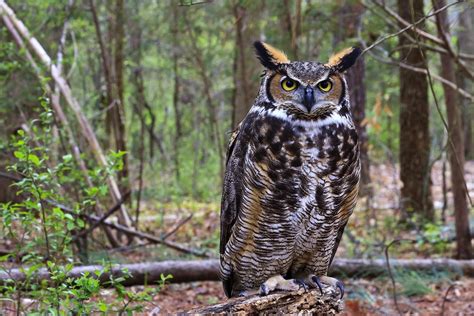 Very Cute Real Owls