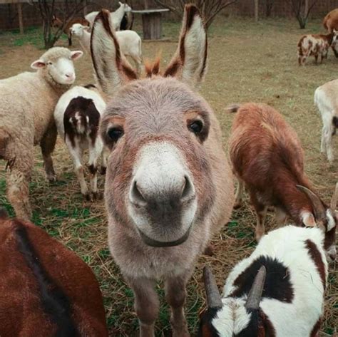 Happy donkey | Baby farm animals, Happy animals, Cute donkey