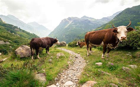 Discover the Best Hikes in Switzerland: Explore Incredible Views ...