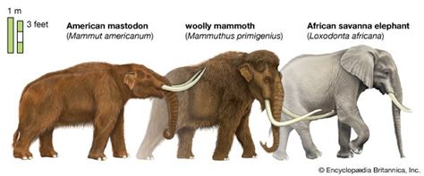 Mastodon and Mammoth - Kids | Britannica Kids | Homework Help