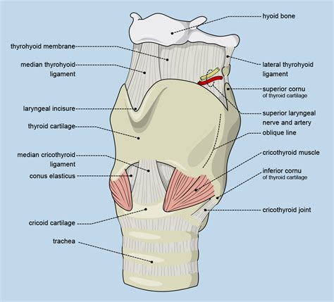 Cricothyroid Joint - Structure, Anatomy, Diagram, Functions