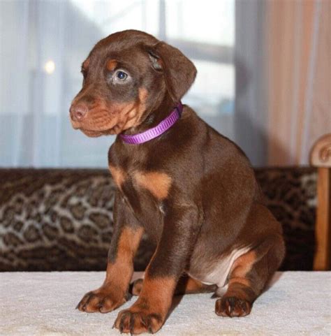 Chocolate/brown Doberman puppies | in Bexley, London | Gumtree