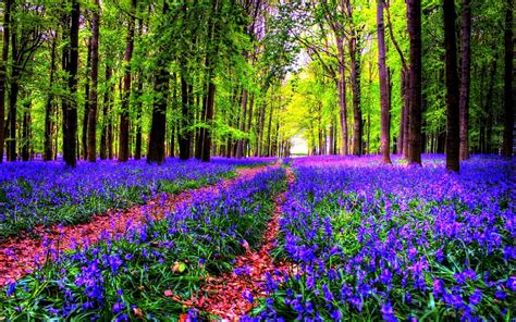 30 Beautiful Forest Flowers Wallpapers | MagOne 2016