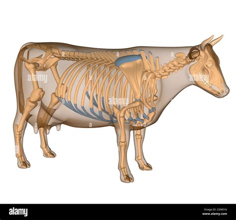 Cow skeleton hi-res stock photography and images - Alamy