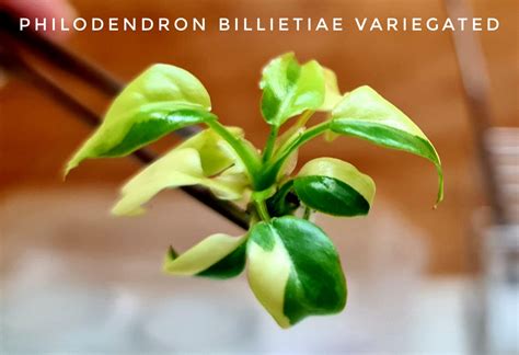 [New Arrival] Philodendron Billietiae Variegated Tissue Culture