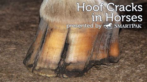 Hoof Cracks in Horses - YouTube