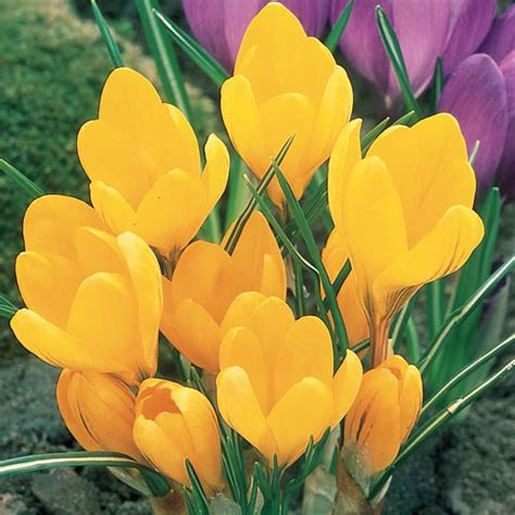 Giant Crocus Golden Yellow | K. van Bourgondien