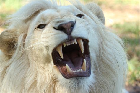 nature-lion-south-africa-whitelion-68421 – sheeplywolves